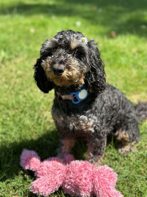 Image result for Cockapoo Temperament