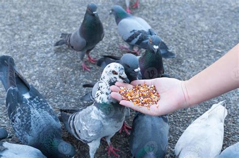 Pigeon eating from woman hand on the park,feeding pigeons in the park ...
