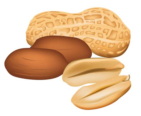 Peanut Clipart Pictures – Clipartix