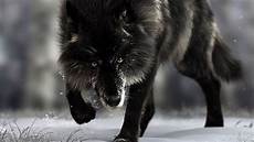Black Wolf Wallpaper 1920x1080 by Wallpaper 1920x1080 Wolf Predator Black Black Wolf Wallpaper 1920x1080
