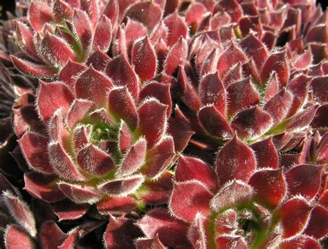 plantum reviews