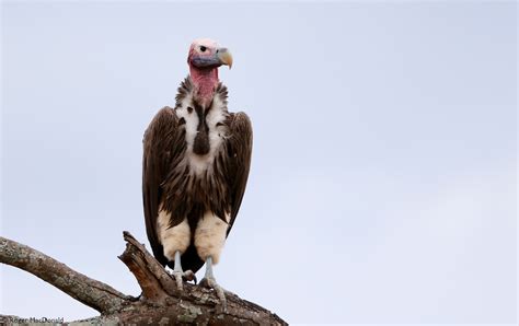 Vultures of the Old World - Africa Geographic