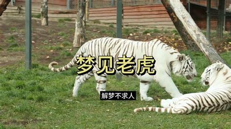 周公解梦：为什么会梦见老虎，有什么含义-情感视频-搜狐视频