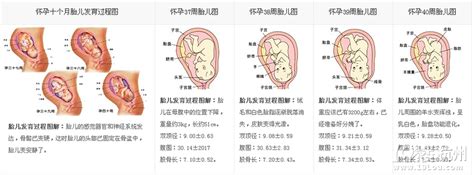 胎儿发育过程图，每一个亲身经历的妈妈都应该为自己而自豪！-准妈妈俱乐部-准妈妈论坛-杭州19楼
