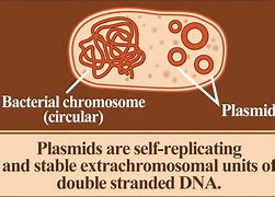 plasmid 的图像结果