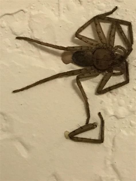 Kuvatulokset haulle how to know when spider is dead