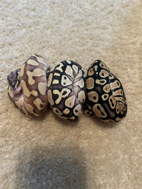 Ball Python Hatchling Care 的图像结果