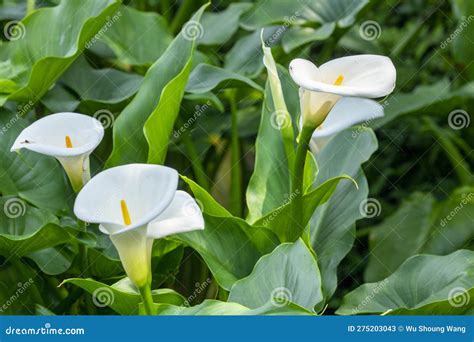 Close Up, Spring, Calla Lily Park, White Calla Lily, Calla Lily ...