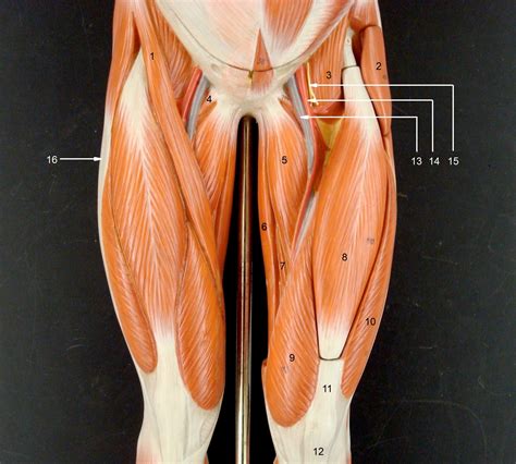 Pulled Muscle Lower Abdomen Groin Area at Yi Voss blog