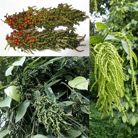 M-Tech Gardens Rare Blackpepper Plant (Thekken Bunch Pepper, Hybrid ...