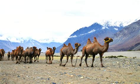 Things to do in Ladakh | Pangong Lake