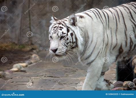 Bengali (white) tiger stock image. Image of skin, predator - 52843325