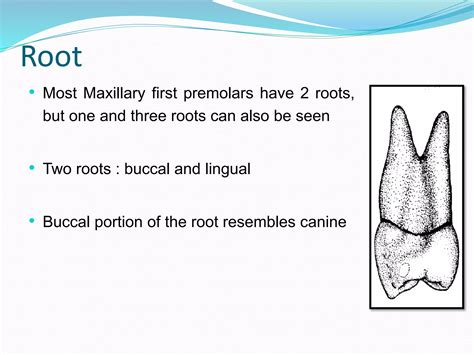 Permanent Maxillary 1st premolar | PPTX