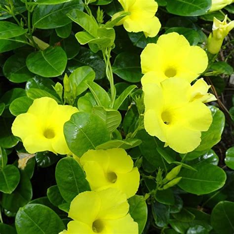 PlantaZee Live Allamanda Flower Plant - 1 Healthy Climbing Decorative ...