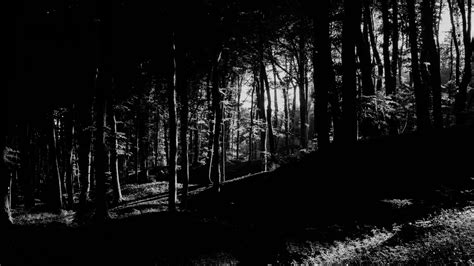 Download wallpaper 3840x2160 trees, forest, shadows, black and white 4k ...