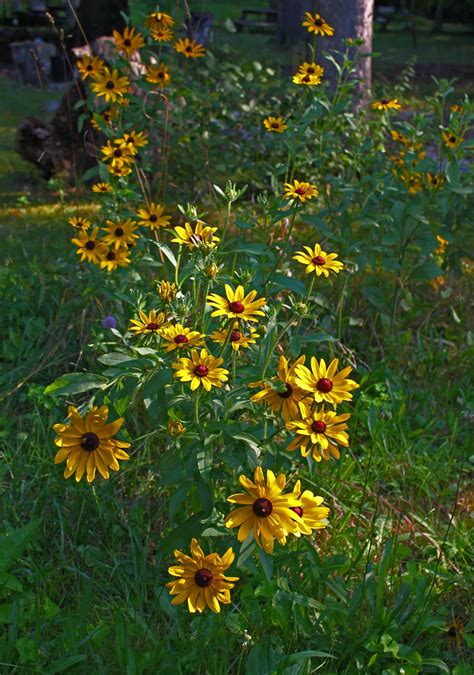 Maryland's state flower, the Black-Eyed Susan. Photo by Kai Hagen ...