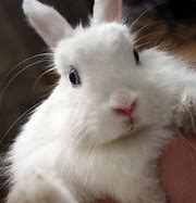 Image result for Are White Rabbit with Blue Eyes Real