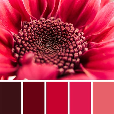 20+ Best Maroon Color Palettes (Colors That Go With Maroon ...