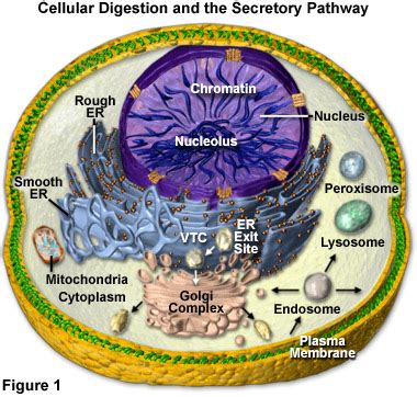 Image result for Digestive System Cells