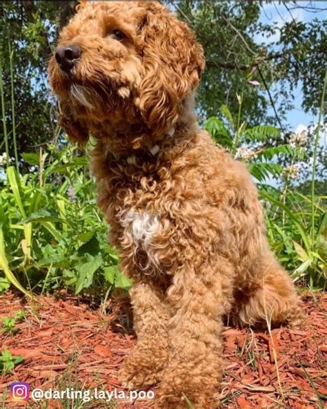 Image result for Cockapoo Spaniel