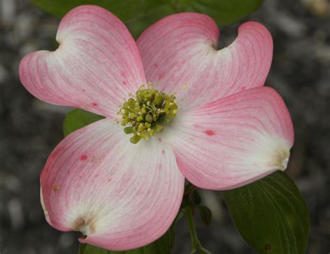 virginia state flower dogwood - Ton Logbook Photo Gallery