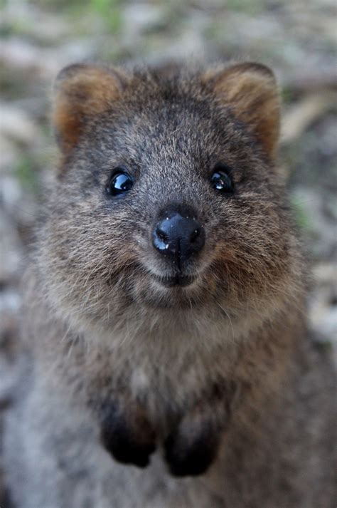 Quokkas Facts