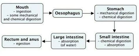 draw the flow chart of alimentary canal showing the passage of food ...
