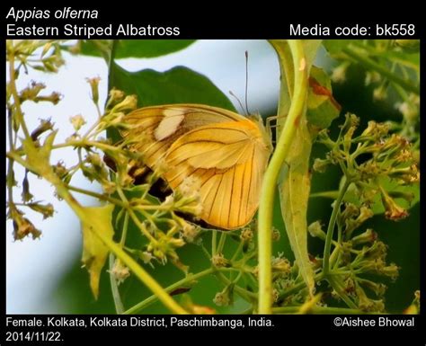 Appias olferna | Butterfly