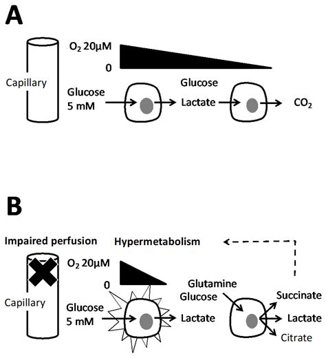 Warburg Effect, Glutamine, Succinate, Alanine, When Oxygen Matters