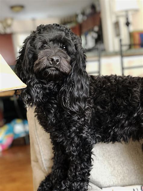 Image result for Cockapoo Grooming Tools