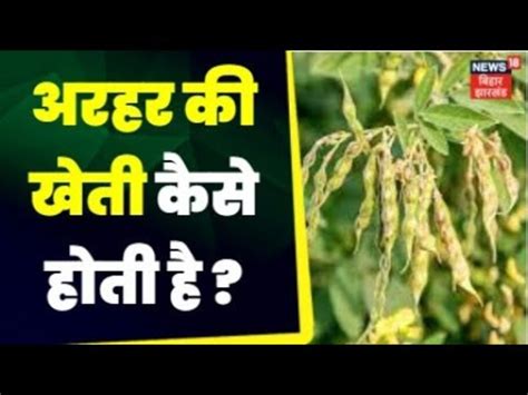 Annadata : अरहर की फसल का कैसे करें रखरखाव ? | Agriculture News |Arhar ...