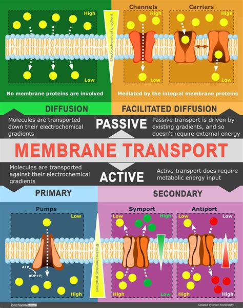 Cells Free Fulltext Membrane Transporters For Amino Acids As