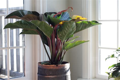 Best Philodendron Types - Types of Philodendron