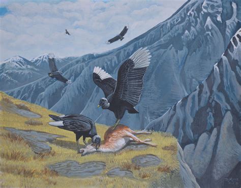 Multiple individuals of the extinct vulture species Coragyps ...