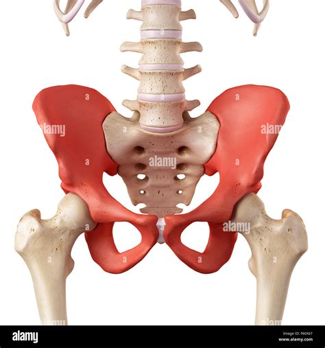 Back Hip Bone Anatomy at Cooper Meares blog