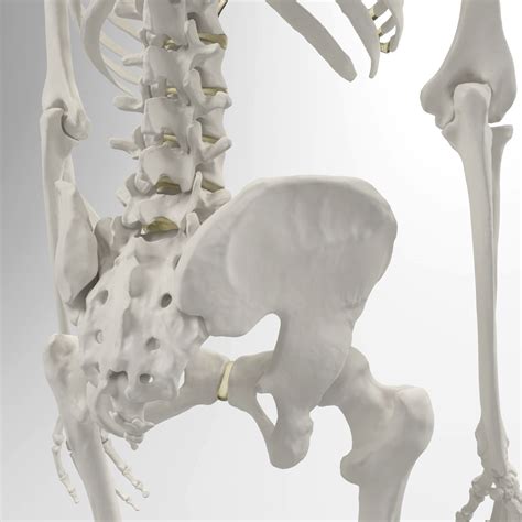 Image result for Model of Skeleton