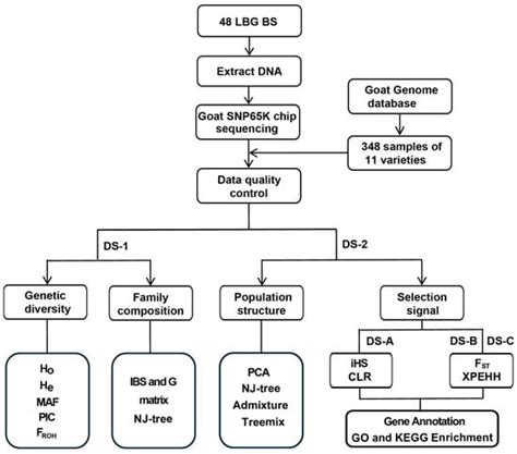Genetic Diversity and Selection Signatures of Lvliang Black Goat Using ...