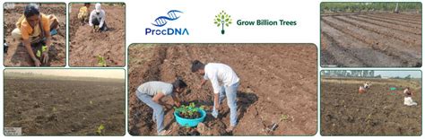 Birthday Blooms: ProcDNA’s Sustainable Gifting in Agroforestry – Grow ...