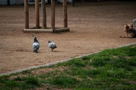 Burrows Park Sportsfield 的图像结果