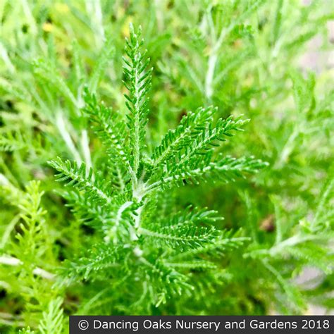 Santolina etrusca, Etruscan Santolina – Dancing Oaks Nursery and Gardens