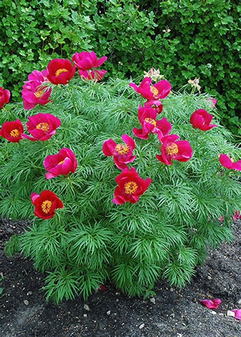 Fern-Leaf Peony - ct #2 - TC Nursery