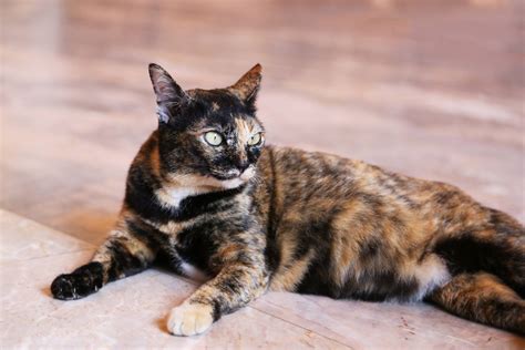 Whats A Tortie Cat