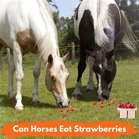 Can Horses Eat Strawberries - Explore the Best Outdoor Gear, Animal ...