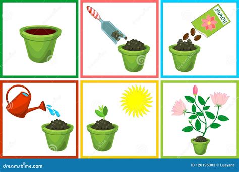 Instrucciones En Cómo Plantar La Flor En Seis Pasos Paso a Paso ...