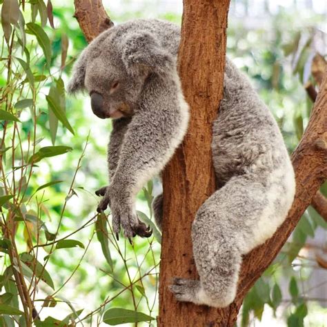 You Won't Believe How Long These 15 Animals Sleep