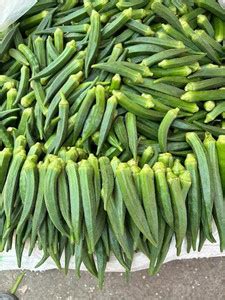 DHENU PRASAD 204 Hybrid f1 Green Indo Agri Radhika Okra, Bhindi, Lady ...