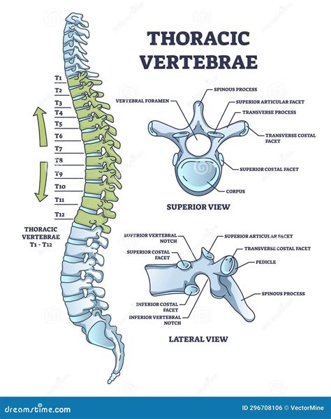 Lateral Thoracic Vertebrae Labeled