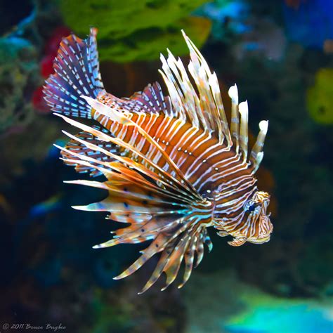 Lionfish Poison - Lionfish Toxin Poisonous? - SeaFish