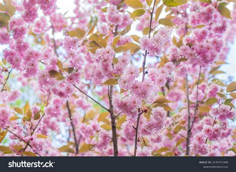Japan Flowers 的图像结果