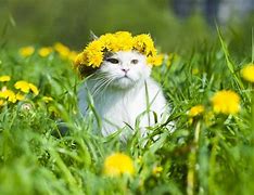Image result for Cats during Spring